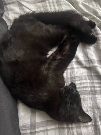 Rehoming pets 1