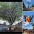 Irrigation, Weeds Landscaping Cleanup & Maintenance 13 thumbnail