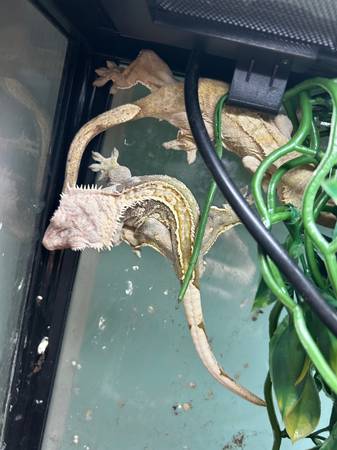 Rehoming Crested Geckos63812568970241121