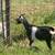 Goats for Sale 4 thumbnail