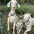 Kiko goats 1 thumbnail