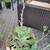 Large succulents great for any entry 2 thumbnail
