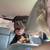 GREAT DOG , CHOCOLATE LAB!! 2 thumbnail