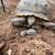 Baby Sulcata Tortoises 2 thumbnail