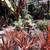 Closing Nursery : Big Sale. Open 12 - 4 p.m. in Capitola 1 thumbnail