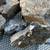 Lapidary/ thomsonite 2 thumbnail