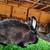 Mini Rex Rabbits 4 thumbnail