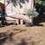 Japanese Maples, Cedar Hedge trees, Pecan, Topiary Evergreen 11 thumbnail