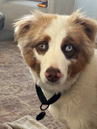 Aussie Australian Shepherd (Thousand Oaks)63439040725761122