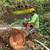 TREE  REMOVE & CLEAN UP SERVICES PREVENT FIRE EAST BAY 19 thumbnail