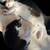 sister kitten's 3 thumbnail