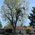 TREE &STUMP GRINDING &STUMP REMOVAL SERVICE 20 thumbnail