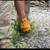 LANDSCAPING YARD CLEAN UPS AND TREE TRIMMING AVAILABLE IN ALL LASVEGAS 8 thumbnail