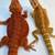 Red bearded dragons for sale 5 thumbnail