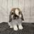 Holland lop buck 3 thumbnail