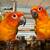 Two Sun Conures 2 thumbnail