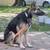 German Shephards (1 and 2 1/2 Years) 2 thumbnail