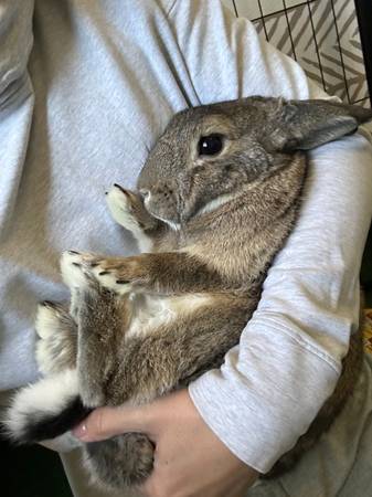 2 Pairs of Bonded, Social, Spayed/Neutered Bunnies Available (Las Vegas)63907183967875120
