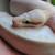 Firefly Highway Ball Python Female 2 thumbnail