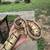 Ball pythons 7 thumbnail