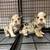 English Bulldog Puppies $1500 3 thumbnail