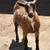 ADGA Nigerian Dwarf Does. Forced to Downsize 15 thumbnail