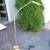 Brass Floor Lamp Magnifier Light 1 thumbnail