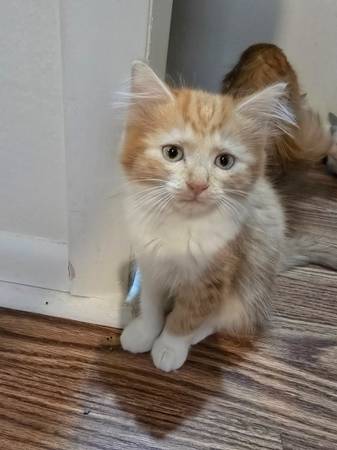 Kittens Free to good home (Beverly hills)63687883234177124