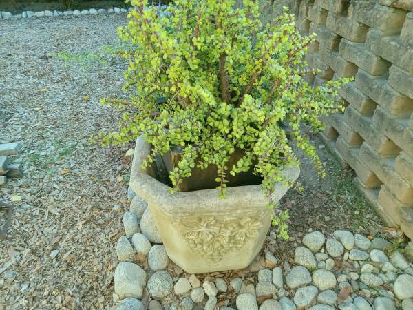 "Sticks on Fire" Succulent Plant/Large Concrete Planter 1