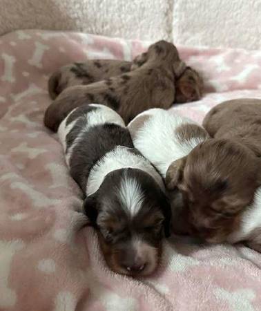 Dachshund puppies available 1