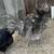 Rehoming 2 Young Roosters 4 thumbnail