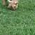 Babydoll sheep 1 thumbnail