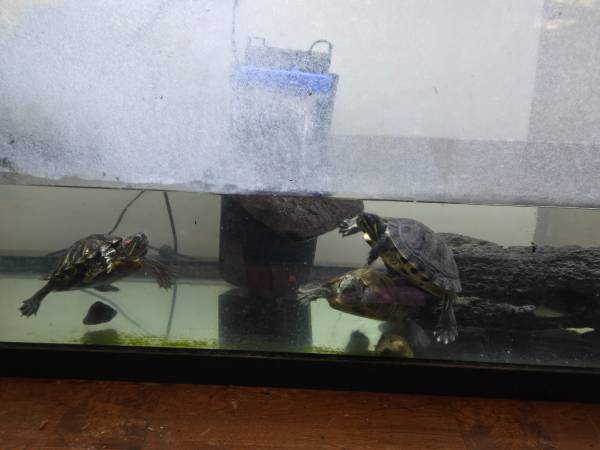 Turtles (Gresham)63826202103939121