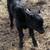 Bottle Calves 2 thumbnail