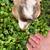 Nigerian Dwarf Buckling: great lines! 13 thumbnail
