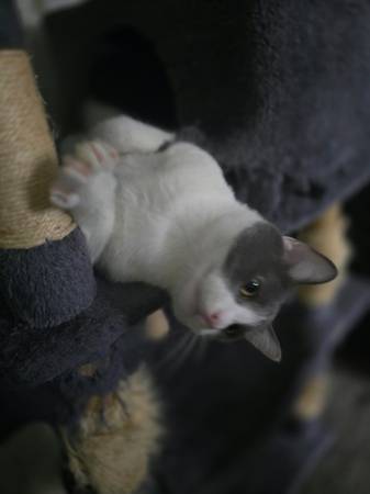 CAT / KITTEN (Cleveland)63871911181955122