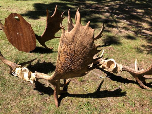 4 minnesota moose racks antlers - $150 (Nelson)63471095108097124