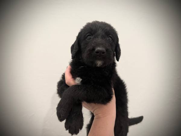 Labradoodle needs a new home64210825482369121