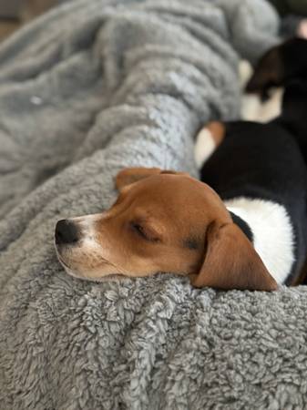 Beagle / Rat Terrier Mix - 1 year (Bothell)63750250527747123