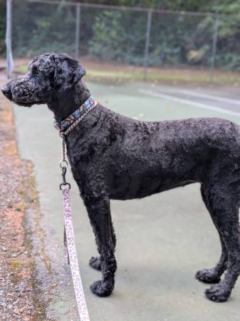 Rehoming dog63874560942083120