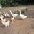 Geese 1 thumbnail