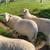 St. Croix Sheep 3 thumbnail