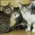 Available for adoption! Goldie & Papis' Animal Rescue 4 thumbnail