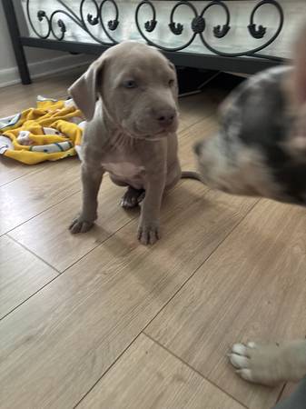 Fawn champagne pup (Ocala)63687883182595120