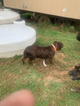 Perro mixto gratuito XL Bully/Corso (Piedmont)63670591693697121