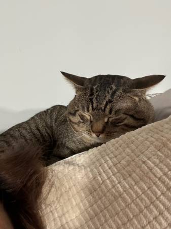 Free cat grooming (Downtown)63950515882755121