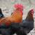 Black Copper Maran chicks 2 thumbnail