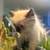 Very rare royal Persian doll face white odd eyes 14 thumbnail