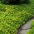 Perennial plants 3 thumbnail