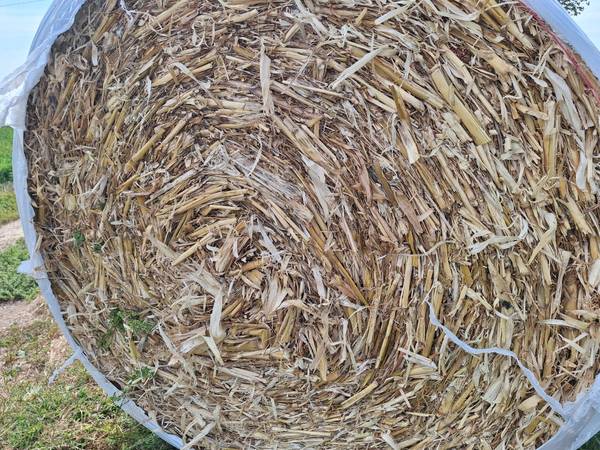 Corn Fodder Round Bales 1